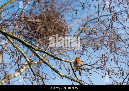 Europäischer Rotkehlchen (Erithacus rubecula) in vollem Gesang oder Gesang an einem sonnigen Wintertag im Januar, Großbritannien Stockfoto