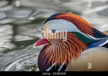 Mandarinente (Aix galericulata) Porträt Stockfoto