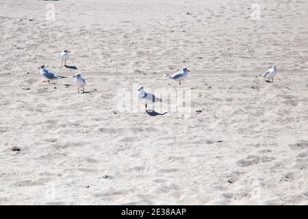 Möwen liegen am Strand bei Zempin auf Nahrung von Badegäste. Stockfoto