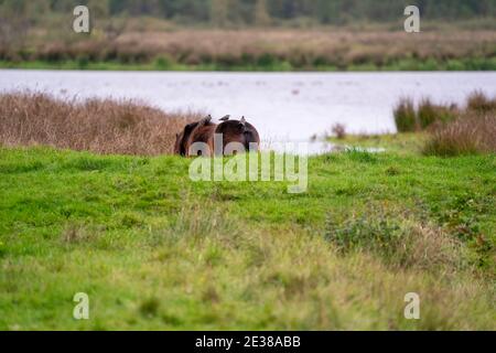 Drei Stare auf dem Rücken eines braunen Wildpferdes. Von hinten gesehen. Teil des Pferdes, See im Hintergrund. Selektiver Fokus Stockfoto