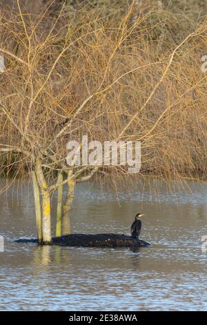 Kormoran (Phalacrocorax carbo) auf einer Insel in der Mitte eines Sees mit einer Weide, UK Stockfoto