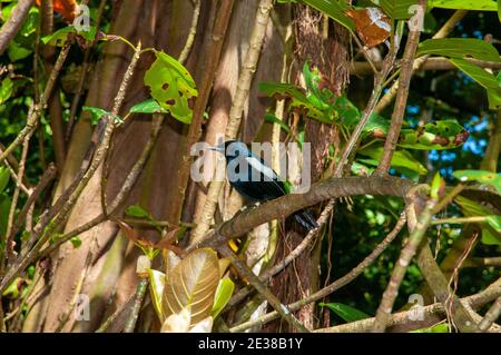 Seychellen Magpie-Robin (Copsychus sechellarum). Aride Naturschutzgebiet, Seychellen Stockfoto