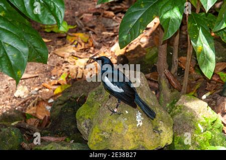 Seychellen Magpie-Robin (Copsychus sechellarum). Aride Naturschutzgebiet, Seychellen Stockfoto