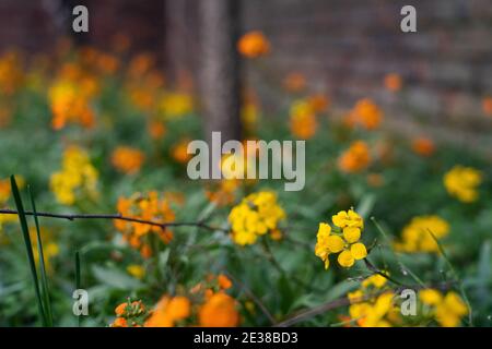 Gelbe und orange Winterblumen Stockfoto