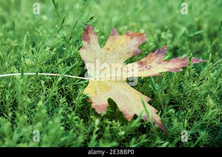 Frisch gefallenes trockenes Blatt im Herbst auf grünem Gras Stockfoto