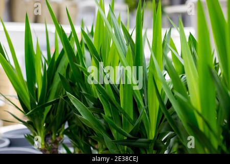 Grüne Palme Yucca blättert Nahaufnahme von der Sonne beleuchtet. Abstrakte helle vertikale Bild lebendige Farben. Hintergrund für Kreativität, Bild in der Inter Stockfoto