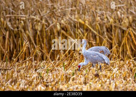Sandhill Kraniche (Grus canadensis) essen in einem Wisconsin Kornfeld im Oktober, horizontal Stockfoto
