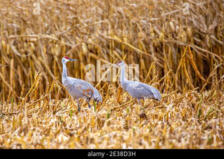 Sandhill Kraniche (Grus canadensis) essen in einem Wisconsin Kornfeld im Oktober, horizontal Stockfoto