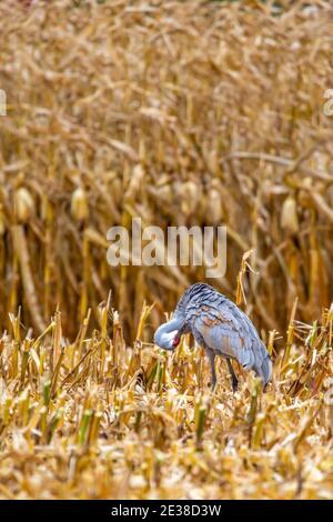 Sandhill-Kran (Grus canadensis) in einem Wisconsin Kornfeld im Oktober, senkrecht Stockfoto