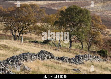 Eine trockene Steinwand über die entlegenere Moorlandschaft am Kopf von Glen Feardar im Cairngorms National Park, Schottland Stockfoto