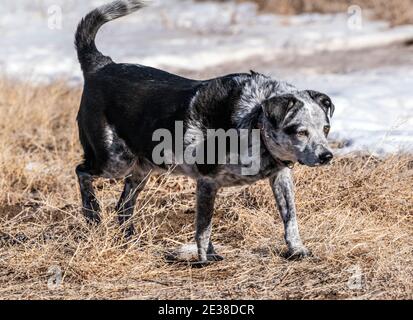 Mischlingshund läuft auf einer zentralen Colorado Ranch; USA Stockfoto