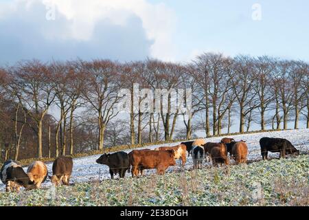 Rinder hinter einem elektrischen Zaun, der sich auf Rüben (Neeps) füttert Eine schottische Farm im Winter Stockfoto