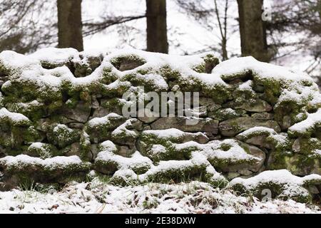 Eine mossy trockene Steinwand im Wald bedeckt mit Schnee An einem bewölkten Morgen Stockfoto