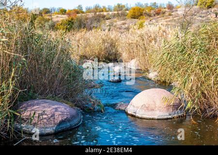 Ein schneller, flacher, sauberer Bach fließt zwischen glatten nassen großen Steinen, umgeben von hohen trockenen Klumpen, die im Wind im malerischen Ukraine schwanken Stockfoto