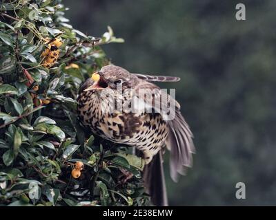 Ein Mistle Thrush (Turdus viscivorus), der an einem kalten Wintermorgen Orangenbeeren aus einem Firethorn-Busch in einem Garten in Wakefield, West Yorkshire, isst. Stockfoto