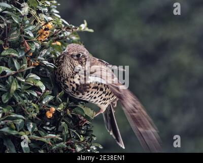 Ein Mistle Thrush (Turdus viscivorus), der an einem kalten Wintermorgen Orangenbeeren aus einem Firethorn-Busch in einem Garten in Wakefield, West Yorkshire, isst. Stockfoto