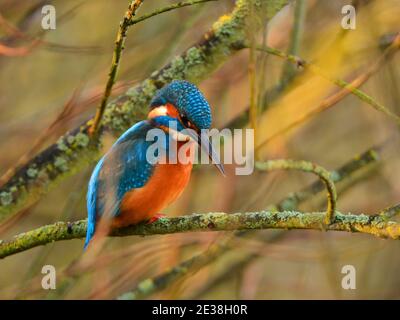 Eisvogel saß auf einem Ast Stockfoto