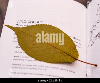 Wilde Kirsche (prunus avium) Das Blatt wird innerhalb der Seiten eines Buches getrocknet Stockfoto