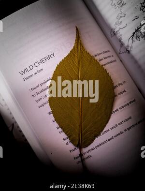 Wilde Kirsche (prunus avium) Das Blatt wird innerhalb der Seiten eines Buches getrocknet Stockfoto