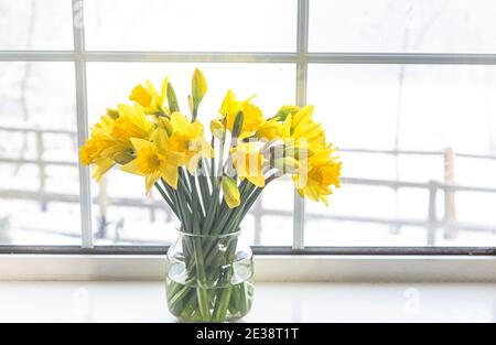 Eine Vase aus gelben Narzissen auf einer Fensterbank. Stockfoto