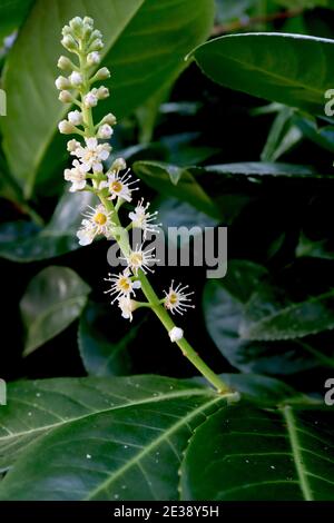 Prunus laurocerasus Kirsche Lorbeer – aufrechte Blütenspitzen mit winzigen weißen Blüten und Sternstamen, Januar, England, Großbritannien Stockfoto