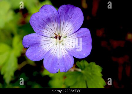 Geranium ‘Rozanne’ Geranium Gerwat – violett blaue Blüten mit weißem Zentrum und violetten radialen Adern, Januar, England, Großbritannien Stockfoto