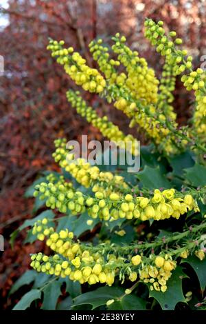 Mahonia x media ‘Winter Sun’ Oregon Grape Winter Sun – aufrechte Blütenspitzen von kleinen gelben glockenförmigen Blüten mit stacheligen Blättern Januar, England, Stockfoto