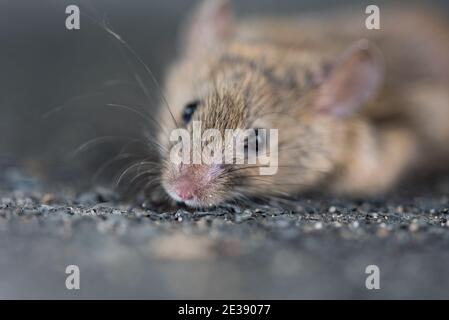 Eine graue Maus mit großen schwarzen Augen in Nahaufnahme. Verschwommener Hintergrund. Ein Nagetier auf schwarzem Hintergrund. Stockfoto