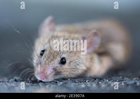 Eine graue Maus mit großen schwarzen Augen in Nahaufnahme. Verschwommener Hintergrund. Ein Nagetier auf schwarzem Hintergrund. Stockfoto