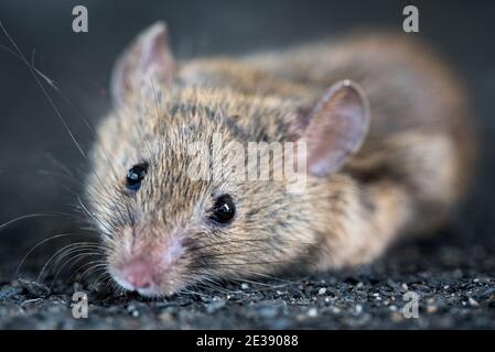 Eine graue Maus mit großen schwarzen Augen in Nahaufnahme. Verschwommener Hintergrund. Ein Nagetier auf schwarzem Hintergrund. Stockfoto