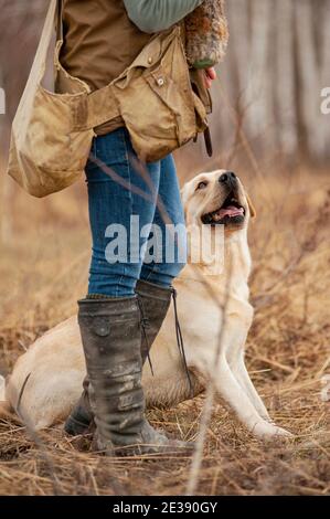 Yellow labrador Retriever sitzt während eines Jagdtrainings in der Nähe seines Besitzers. Hund schaut auf den Handler und wartet darauf, zu gehen und abzurufen Stockfoto