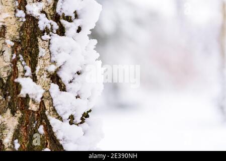 Birkenstamm mit Schnee bedeckt. Baumrinde im Schnee. Winter im Wald. Stockfoto