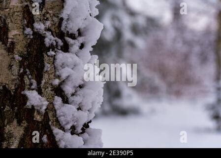 Birkenstamm mit Schnee bedeckt. Baumrinde im Schnee. Winter im Wald. Stockfoto