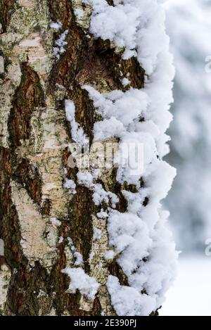 Birkenstamm mit Schnee bedeckt. Baumrinde im Schnee. Winter im Wald. Stockfoto