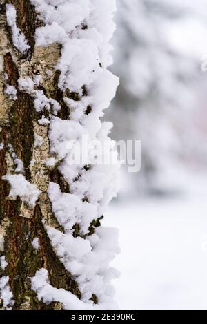 Birkenstamm mit Schnee bedeckt. Baumrinde im Schnee. Winter im Wald. Stockfoto