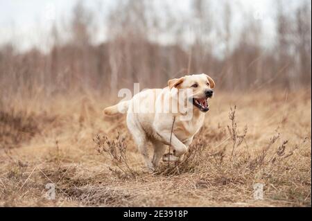 Der gelbe Erwachsene labrador Retriever Hund läuft schnell in der italienischen Heide. Hund ist glücklich, Mund offen und glückliches Gesicht. Freiheitskonzept. Stockfoto