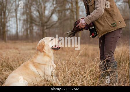 Jagdtraining für einen gelben labrador Retriever. Der Hund liefert einen männlichen Fasan in die Hände des Handlers. Ausgebildeter Hund, nicht erkennbarer Mensch Stockfoto