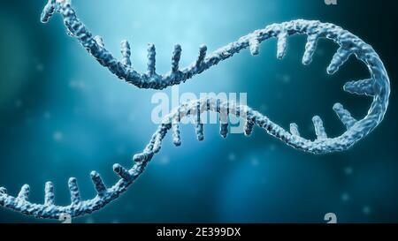 Messenger RNA oder mRNA Strang 3D Rendering Illustration mit Kopierraum. Genetik, Wissenschaft, medizinische Forschung, Genomreplikationskonzepte. Stockfoto