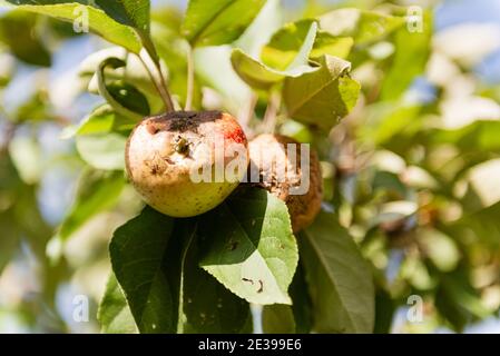 Zwei faule Äpfel auf einem Ast. Fehlende Äpfel auf dem Baum. Stockfoto