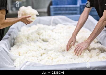 Herstellung von japanischem Sake:Brauer in der Akashi Sake Brauerei, um gedämpften Reis zu kühlen, der für die Herstellung von Sake verwendet wird, Präfektur Hyogo, Japan. Stockfoto