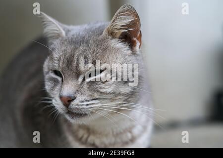 Isolierte graue Katze Gesicht Porträt Nahaufnahme, Katze Haustier Tiere Tapete Stockfoto