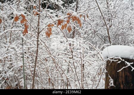 Frischer, klebriger Schnee bedeckt jeden verfügbaren Zweig und Busch mitten im Winter im Arboretum, Ottawa, Ontario, Kanada. Stockfoto