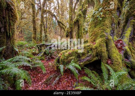 Hoh Rainforest, Olympic National Park, WA Stockfoto