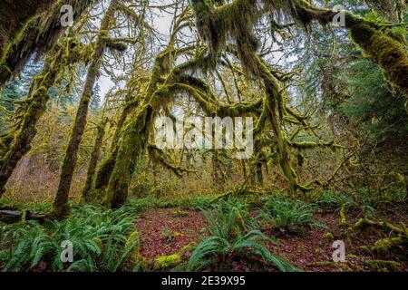 Hoh Rainforest, Olympic National Park, WA Stockfoto