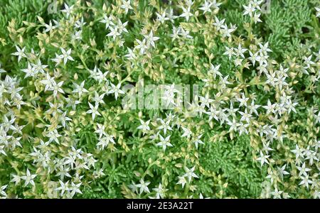 Weißer Sedum oder Steinbrock. Bodenabdeckung saftige Pflanze mit sternförmigen weißen Blüten als floralen Hintergrund Nahaufnahme, Draufsicht. Stockfoto