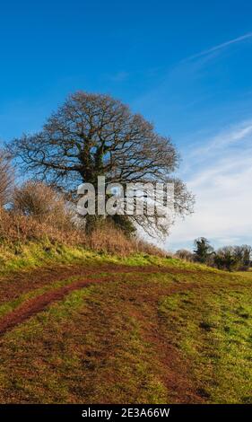 Felder und Wiesen von Conqueror Wood, Torquay, Devon in England in Europa. Stockfoto