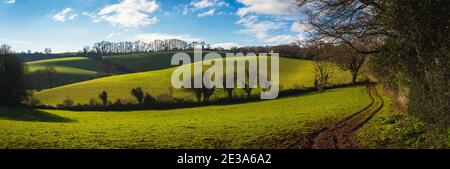 Felder und Wiesen von Conqueror Wood, Torquay, Devon in England in Europa. Stockfoto