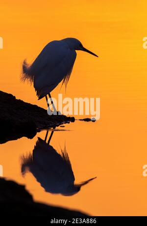 Schneegreiher (Egretta thula) auf der Jagd an der Meeresküste bei Sonnenaufgang, Galveston, Texas, USA. Stockfoto