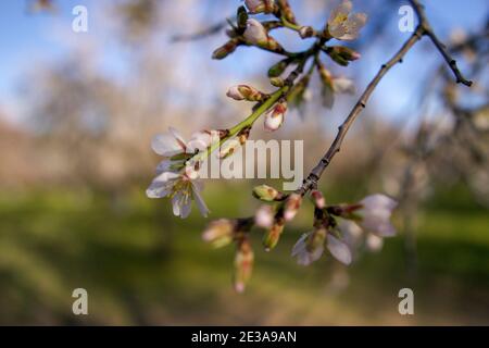 Mandelblüten im Parque Quinta de los Molinos in Madrid. Nahaufnahme von zarten Blütenknospen und Zweigen. Stockfoto