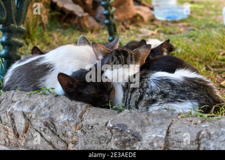 Eine Gruppe von kranken Kätzchen huddle zusammen für Wärme unter einer Bank in einem kleinen Park im Zentrum der Altstadt von Kotor, Montenegro, die Stadt der Katzen. Stockfoto